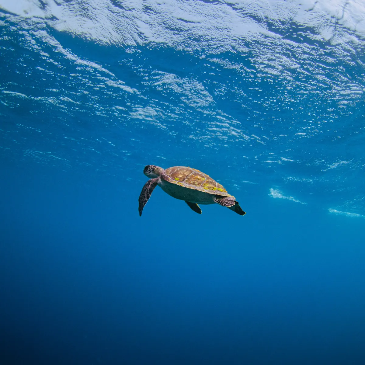 Tortuga marina nadando en aguas del Caribe