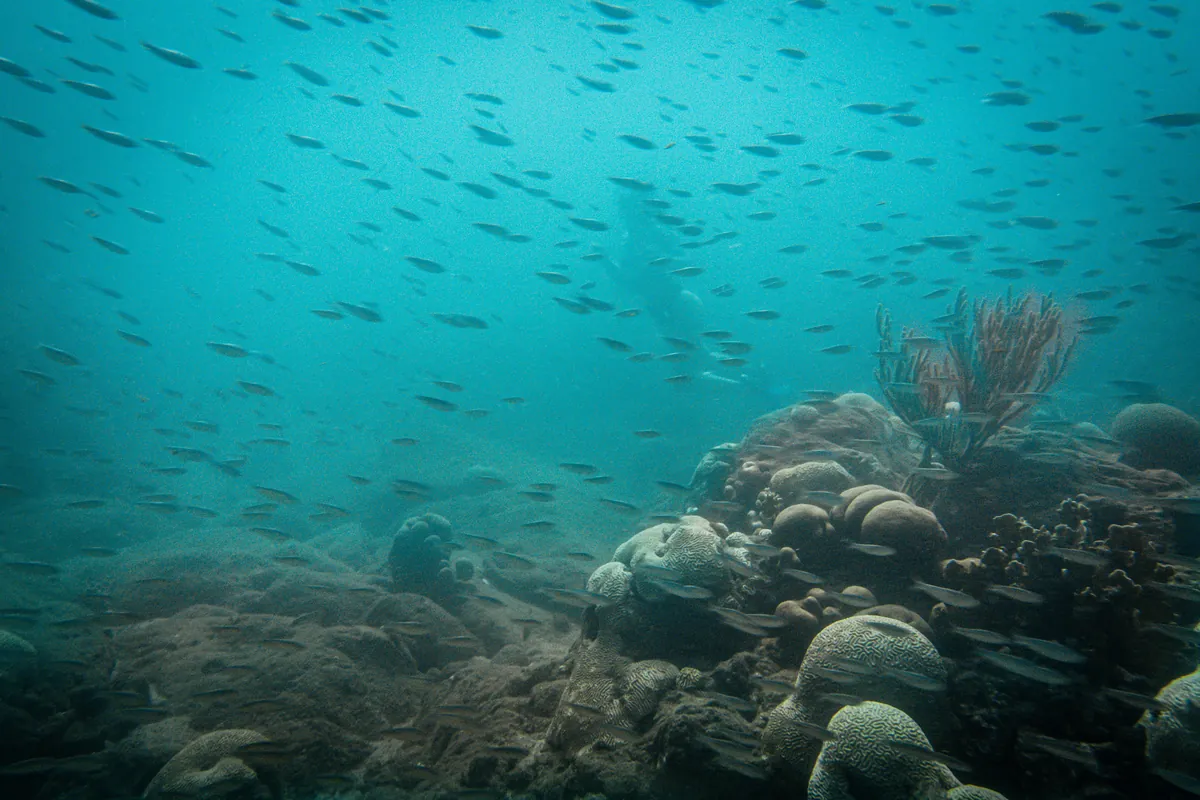 Arrecife y cardumen en el Caribe